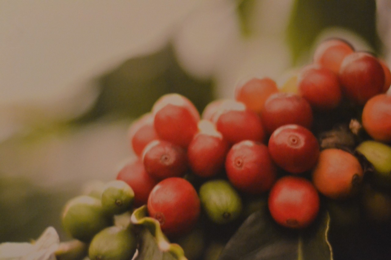Kaffe Hawaii,,Ka´ u"